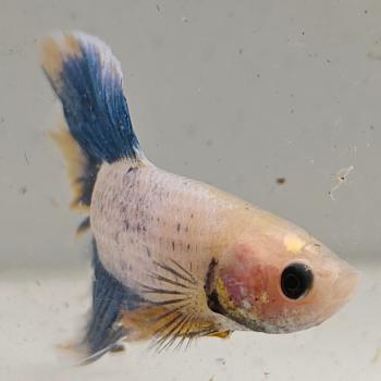 betta splendens man