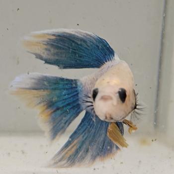 betta splendens man