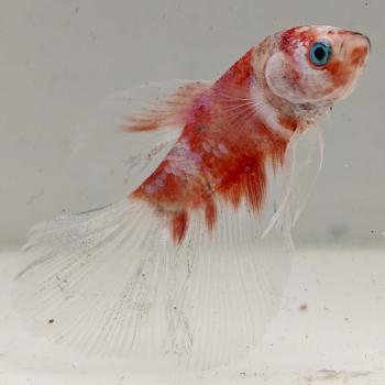 betta splendens man