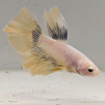 betta splendens man