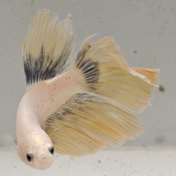betta splendens man
