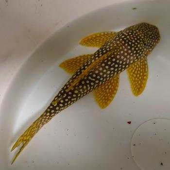 L-253 Scobiancistrus sp