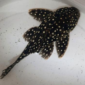 L142 baryancistrus species