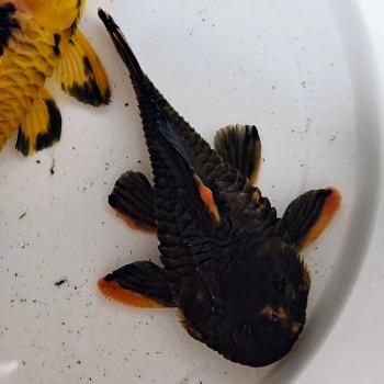 Parancistrus aurantiacus