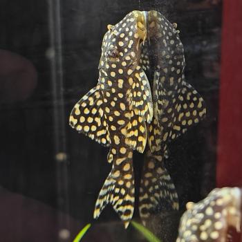 L368 scobiancistrus pariolispos