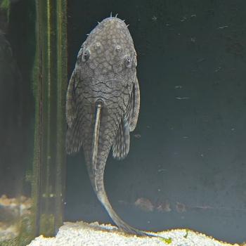 Ancistrus damasceni