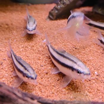 Apareiodon machristi
