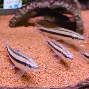 Apareiodon machristi