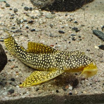 L-253 Scobiancistrus sp