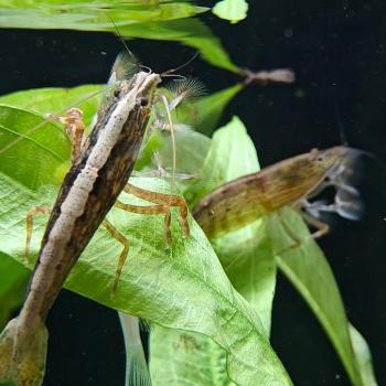 Atyopsis moluccensis