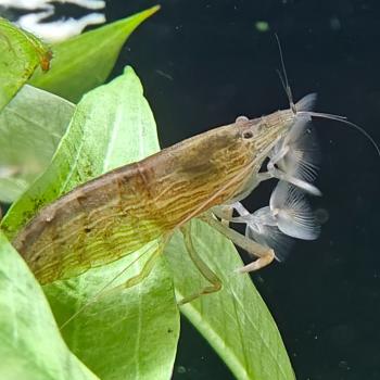 Atyopsis moluccensis