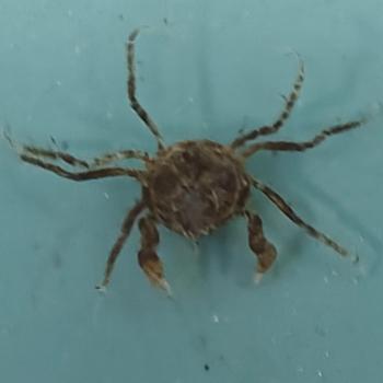 Neorhynchoplax prima