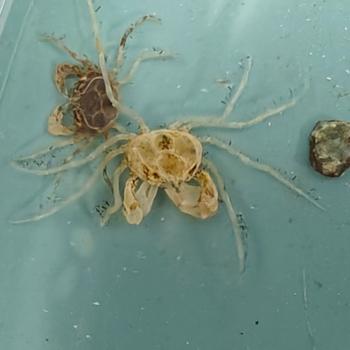 Neorhynchoplax prima