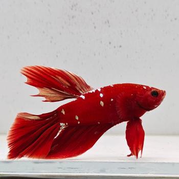 betta splendens man