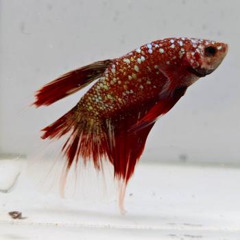 betta splendens man