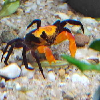lepidothelphusa sp. volcano