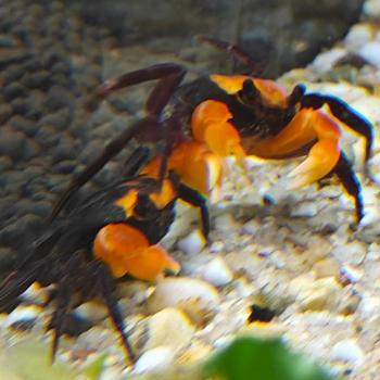 lepidothelphusa sp. volcano