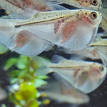 Thoracocharax securis