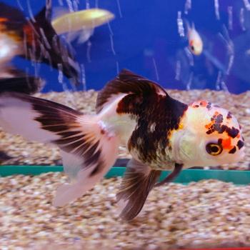 oranda (tricolor)