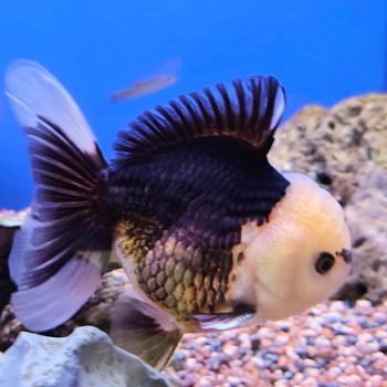 oranda black&white