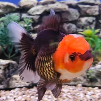 Red/Black apache oranda