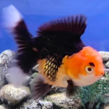 Red/Black apache oranda
