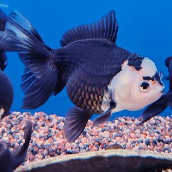 oranda black&white