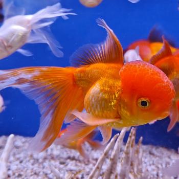 oranda rood