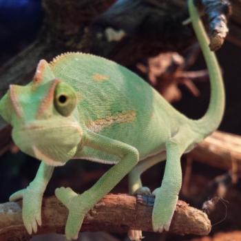 Chamaeleo calyptratus