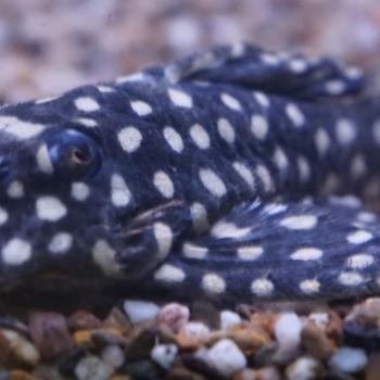 L-201, hypancistrus contradens