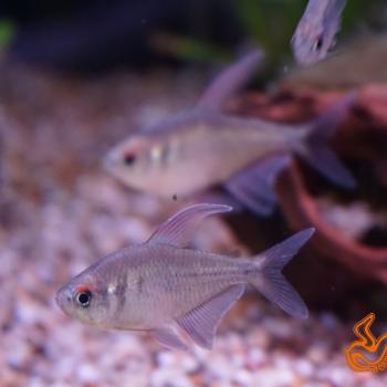 Moenkhausia pittierii