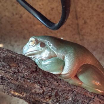Litoria caerulea