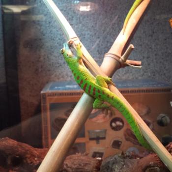 phelsuma grandis